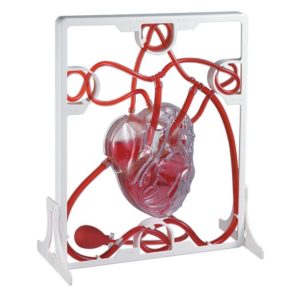 Smart Play Pumping Heart Model