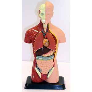 Smart Play Mini Human Anatomy Model With Stand